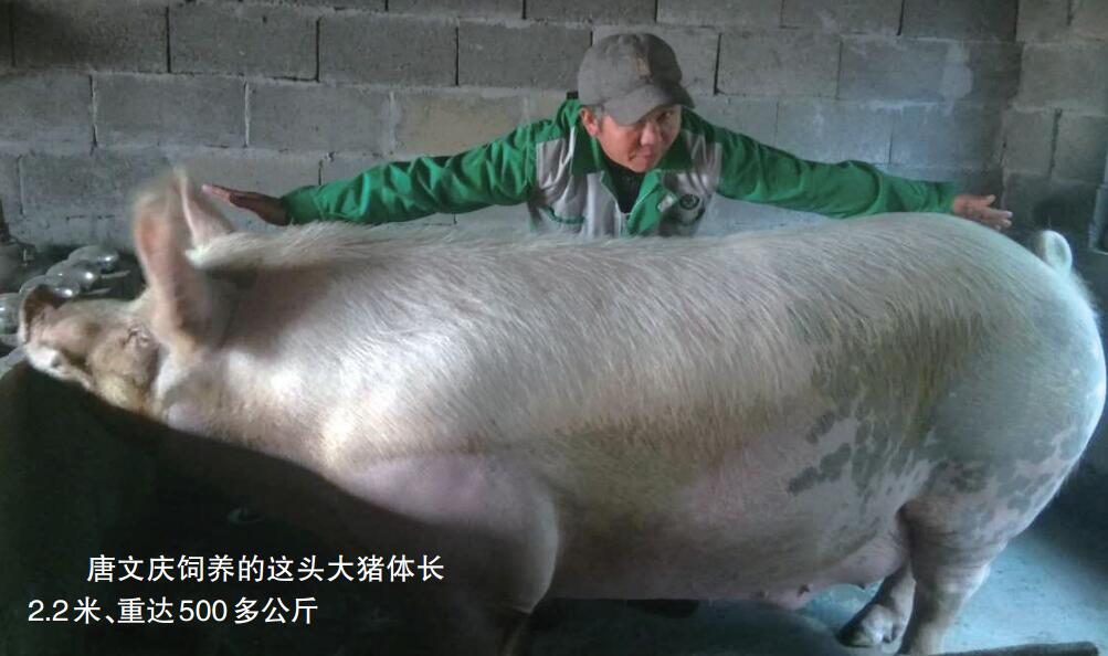 2米,因体型庞大无法过秤,唐文庆只能估算重量.