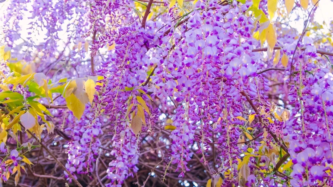 惊艳！又有一处花开了，满屏的紫色超级梦幻！